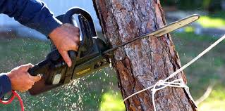 Best Arborist Consultation Services  in La Cresta, CA