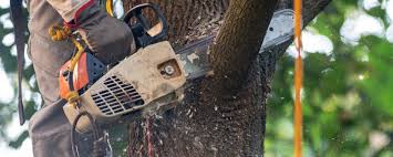 Best Root Management and Removal  in La Cresta, CA