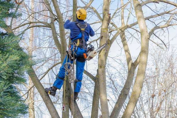 How Our Tree Care Process Works  in  La Cresta, CA